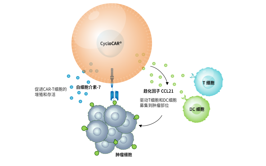 Carsgen-Image